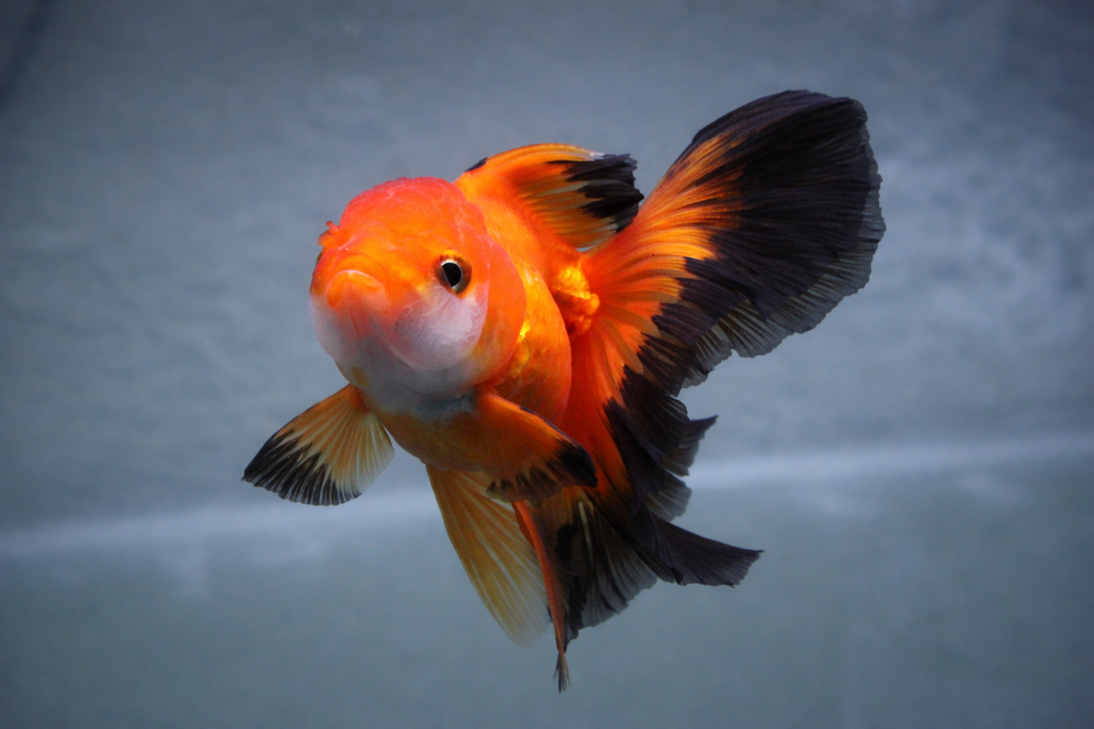 Fish image after watermark removal