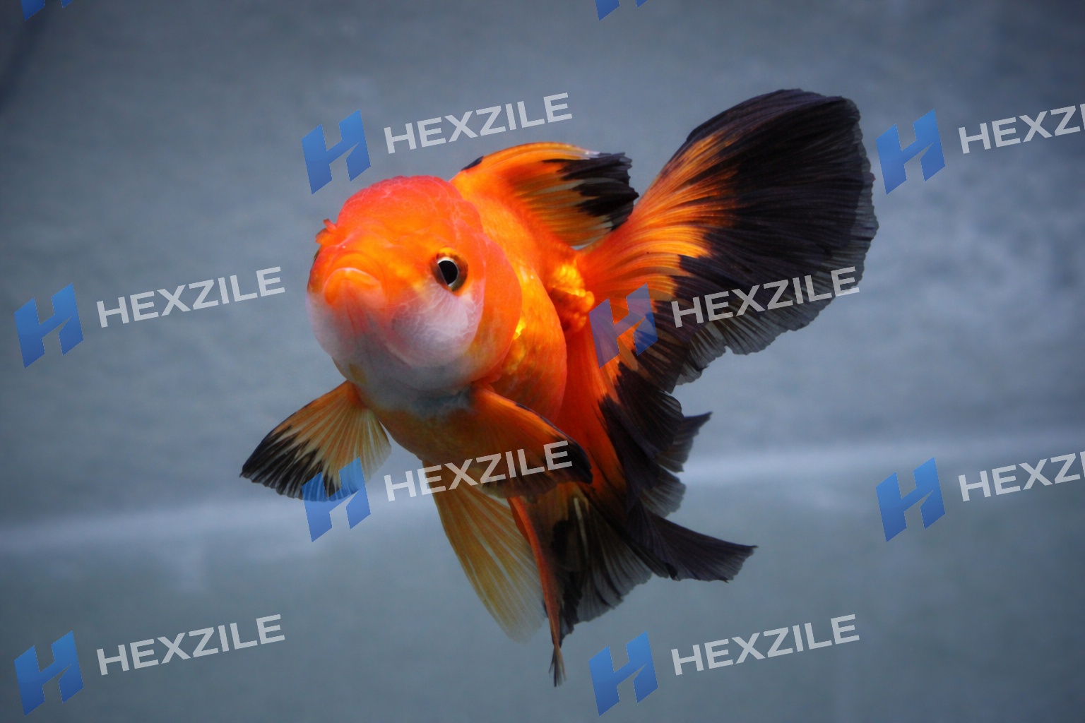 Fish image with watermark